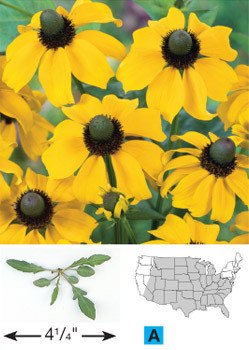 Clasping Coneflower - 3238
