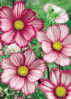 Candy Stripe Cosmos - 3274