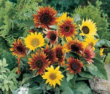 Paquito Sunflower - 3615
