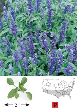 Mealy Blue Sage - 3302