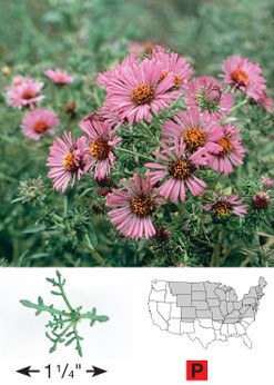 New England Aster - 3324