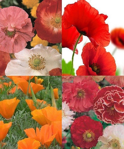 Pack of Poppies Mix - 3348