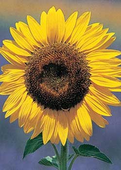 Grey Stripe Sunflower - 3610