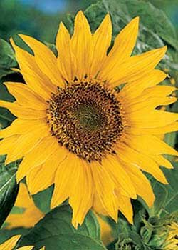 Maya Sunflower - 3605