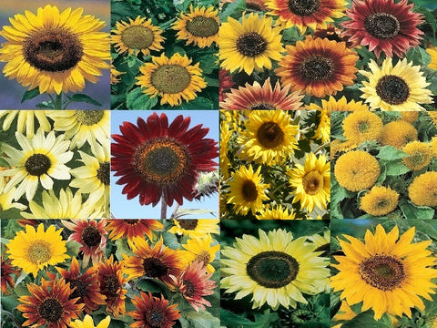 The Sunflower Collection - 3600
