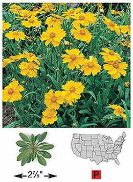 Tickseed/Lance-leaved Coreopsis - 3210