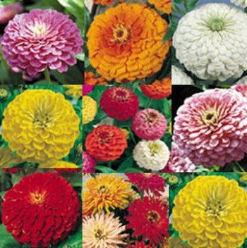 The Zinnia Collection - 3665