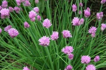 Chives - 3507