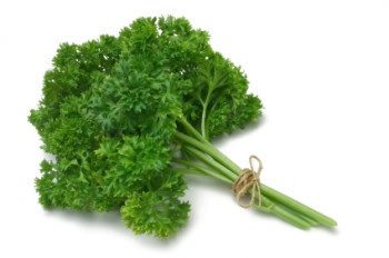Curly Parsley - 3516