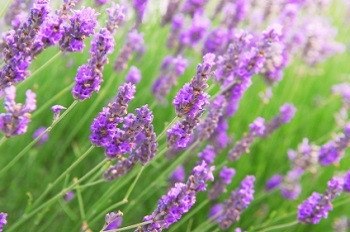 Lavender - 3511